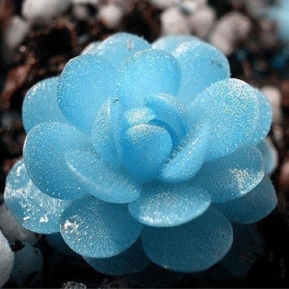 Lithops Azul, Pedra Jade Suculenta 300 Sementes Cacto Exótico