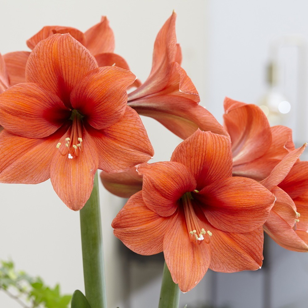 Planta Amarílis - Amaryllis - Hippeastrum Hybridum - Flor Da Imperatriz |  Shopee Brasil