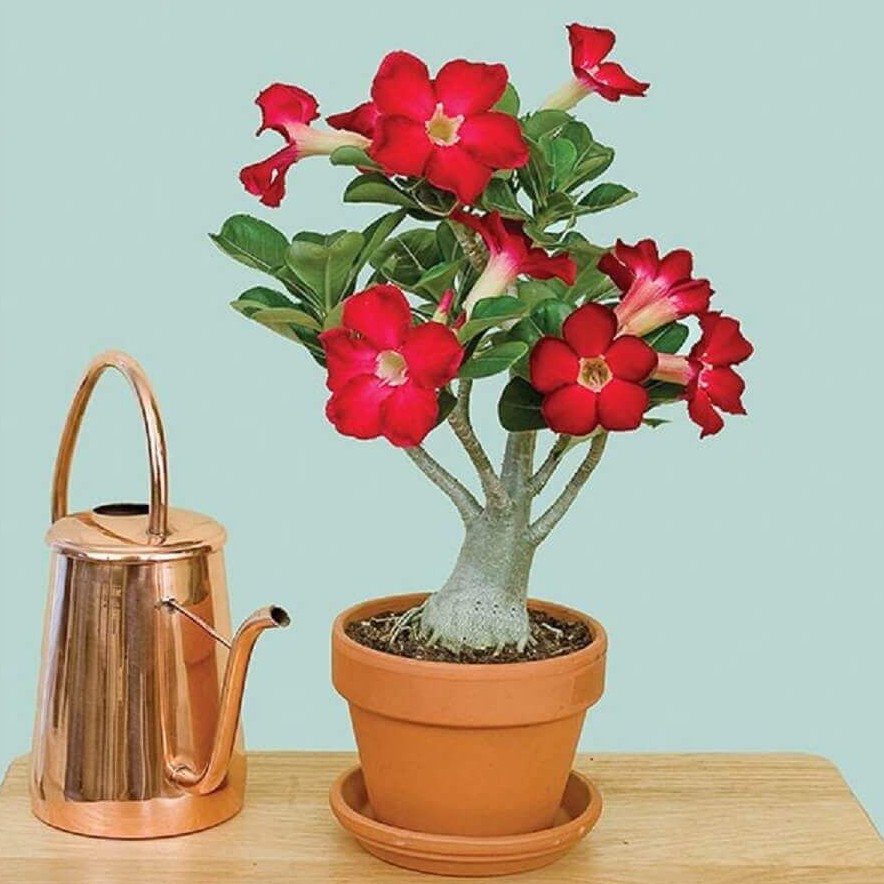 Sementes de Rosa do Deserto Sortidas Mix de Cores Adenium Obesum Bonsai  Vaso Jardim | Shopee Brasil