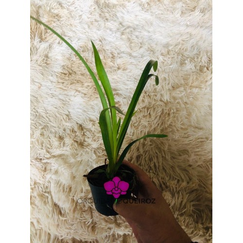 Orquídea Midnigth Negra Muda Jovem Rara Promoção Mais Brinde | Shopee Brasil