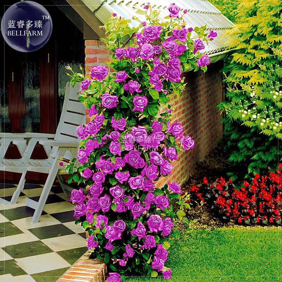 25 Sementes Sadias Flor Rosa Trepadeira Roxa Lilas P/ Sementes Sadias Rara