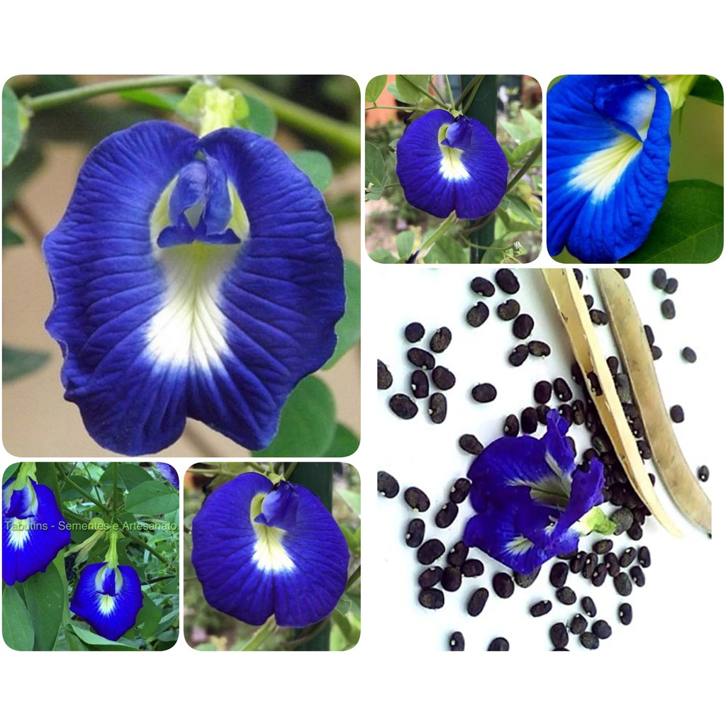 20 Sementes da Flor Borboleta Azul. | Shopee Brasil