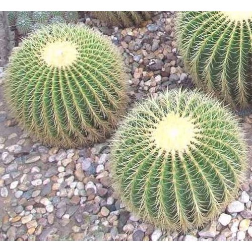 100 Sementes De Cactos Poltrona De Sogra -