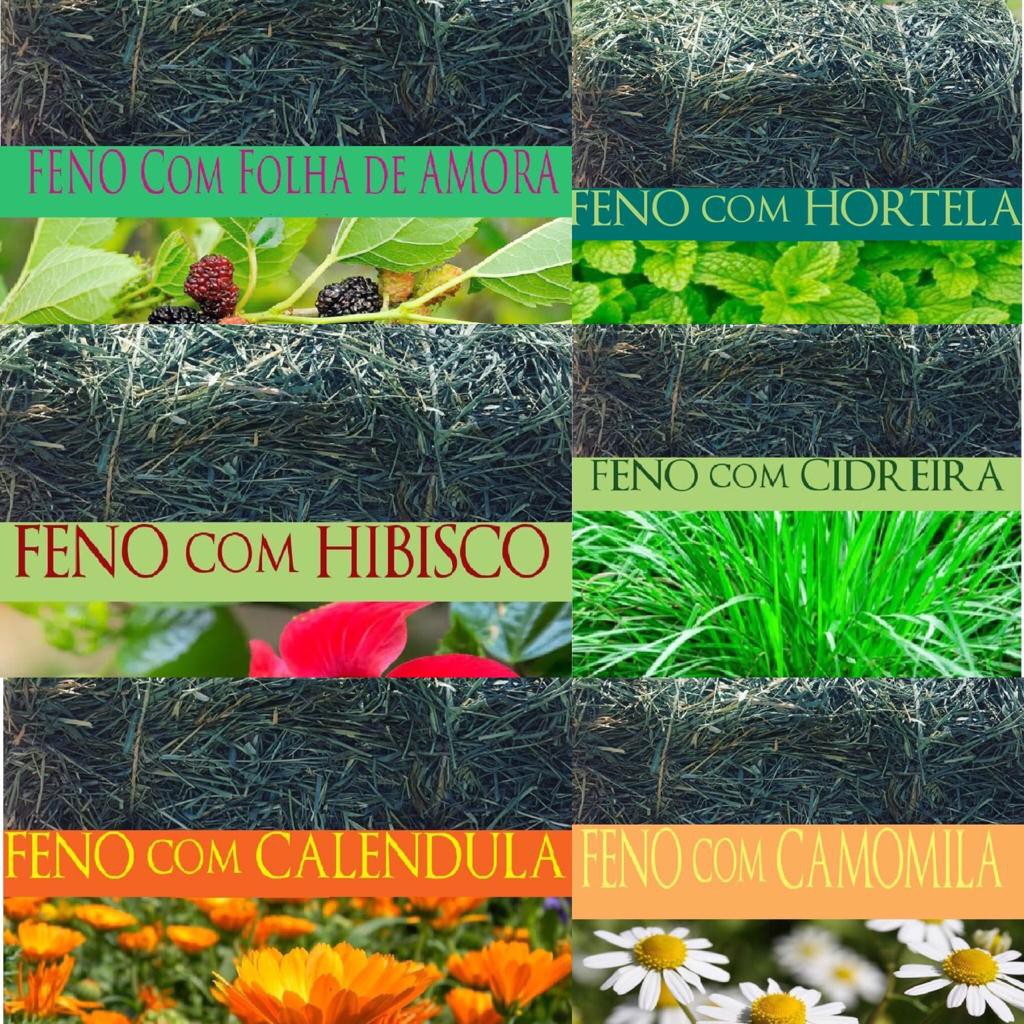 Combo Feno premium 6 und 100g cada feno saborisado amora hortela hibisco cidreira calendula camomila