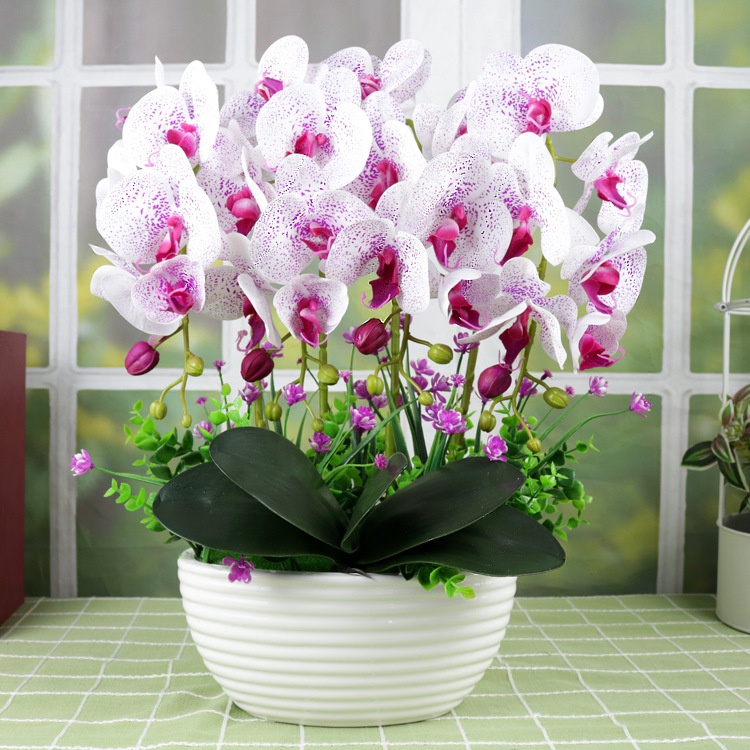 50 Peças Flor Da Orquídea Phalaenopsis Se-Eds Plantas De Interior Bonsai  Raras Flor Da Orquídea | Shopee Brasil