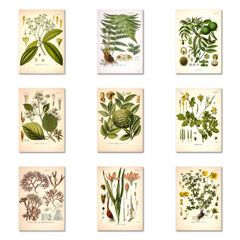 Pôsteres De Tela Para Decoração De Cozinha Botânica , Impressões De Plantas Medicinais Vintage , Imagens Educacionais De