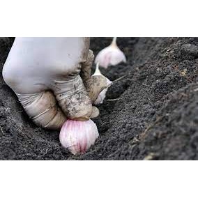 500 g  sementes de alho roxo para fazer plantio