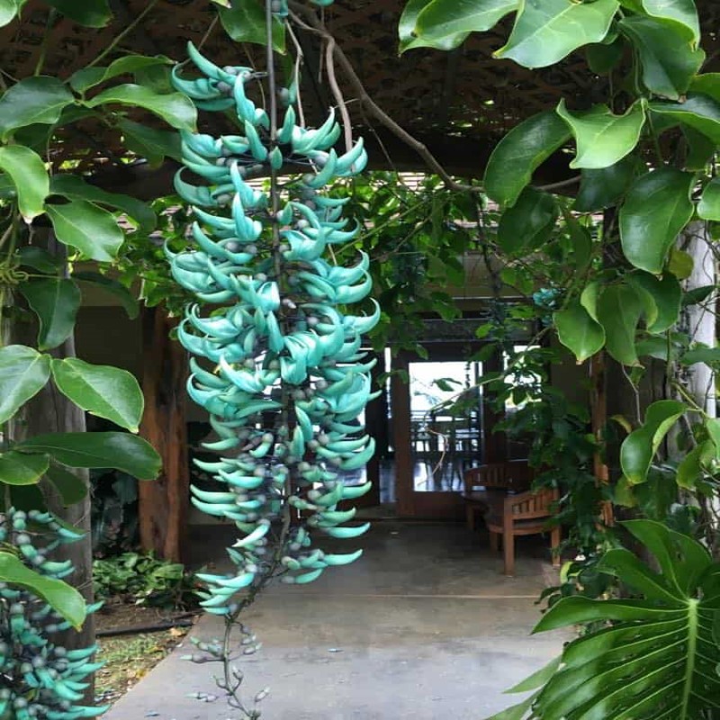 Muda de Jade Azul Flor Trepadeira | Shopee Brasil