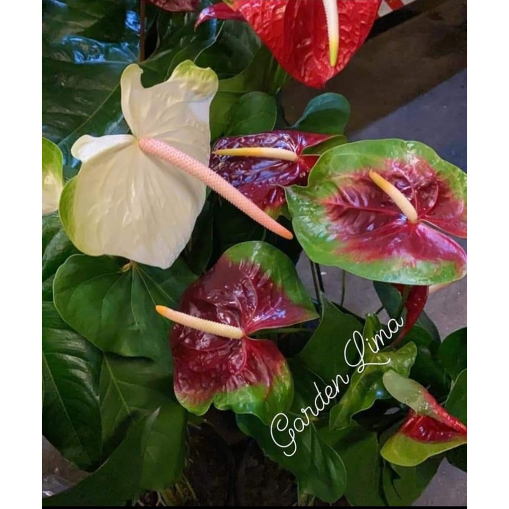 Antúrio/anthurium vermelho c/ verde/muda 15 a 4 | Shopee Brasil
