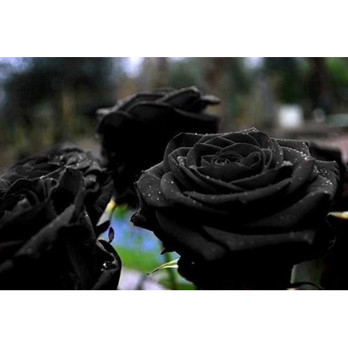 300 Sementes Rosa Preta Negra Exótica Rara +!!