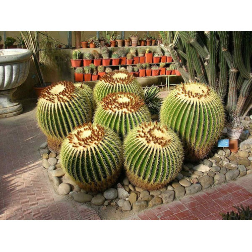 Cactos Bola Cactus Barril 10 Sementes Cadeira De Sogra Flor | Shopee Brasil