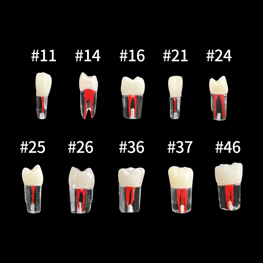 Modelo De Treinamento De Canal Raiz Dental Simulação Odontologia RCT Prática De Polpa Cavidade Endodôntica Estudo De Ensino Endodôntico em Oferta na Shopee