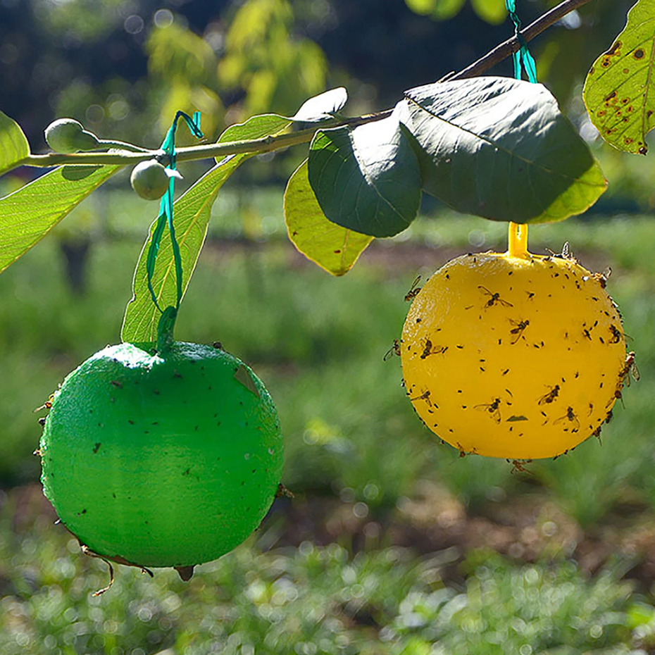 1/3 Pçs Frutas Mosca Cola Bola Armadilha Fly Catcher Multifuncional Insetos Voadores Armadilhas Cítrica Em Forma Para Fr