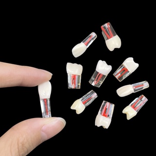 1pcs Dental RCT Endo Modelo Dentes Endodôntico Canal Raiz Bloco De Polpa Cavidade Resina Prática De Estudo Treinamento M8006 em Oferta na Shopee