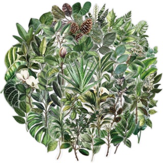 [Adesivo Grande] 50 Peças Coleção De Plantas Naturais Adesivos Decorativos Para Animais De Estimação De Folhas Verdes Sc em Oferta na Shopee