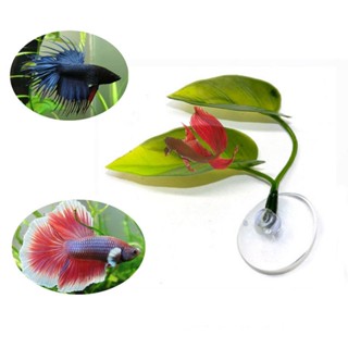 Betta Habitat resto escondendo folhas desova folhas de lótus simulação plantas aquáticas folhas cama de dormir tanque de em Oferta na Shopee