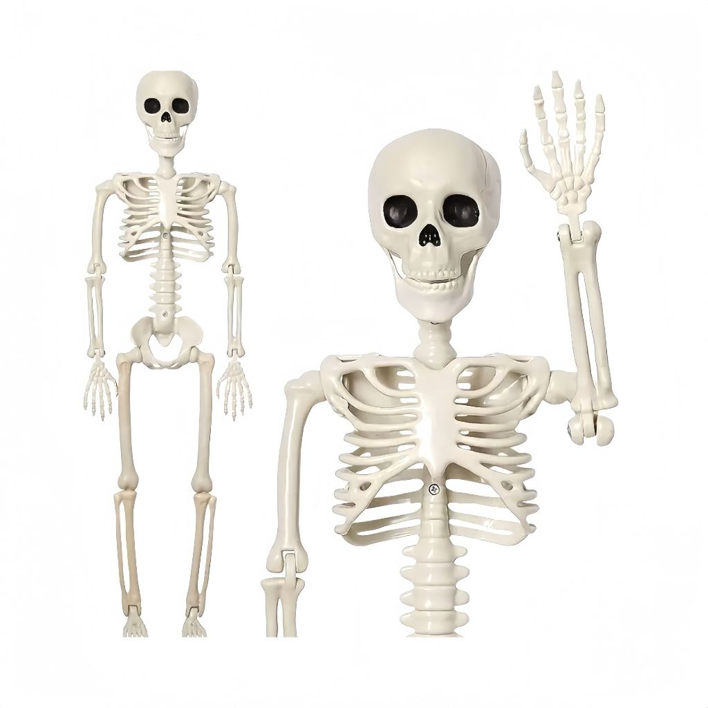 Esqueleto Corpo Humano 40 Cm Caveira Festa e Decoração Halloween VIDA