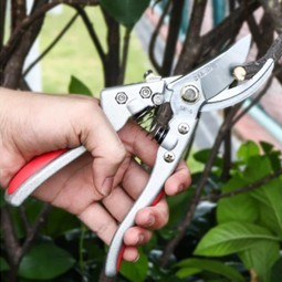 Tesoura De Poda Profissional em Oferta na Shopee