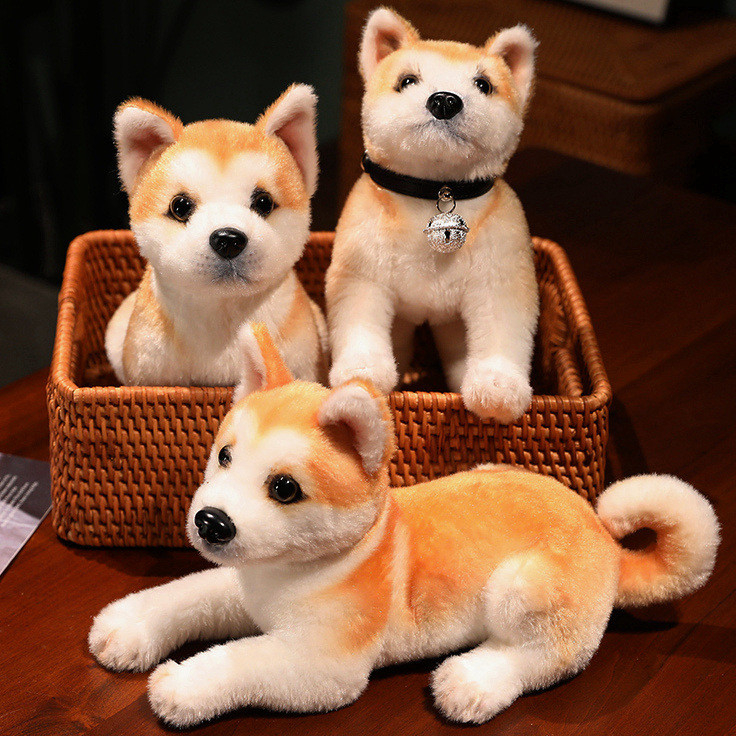 Akita Inu Filhote: Onde Comprar | BuscaProdutos