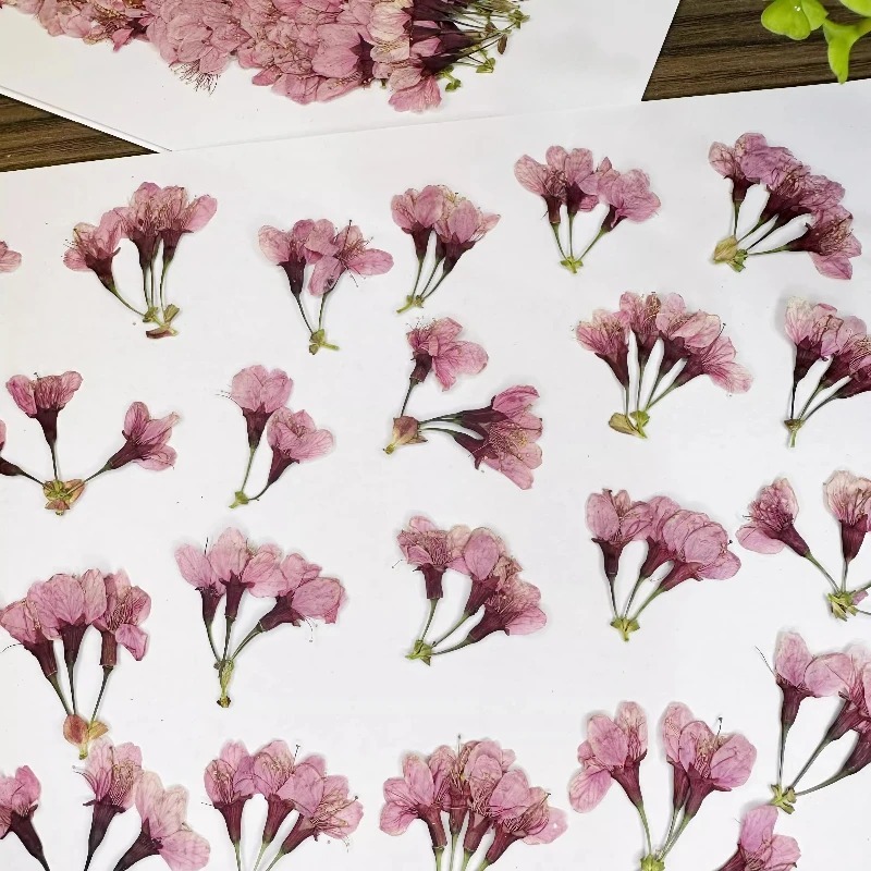 12 Unidades De Flor Seca De Cerejeira Natural-Marcador DIY/Capa De Telefone Epóxi/Maquiagem De Pétalas