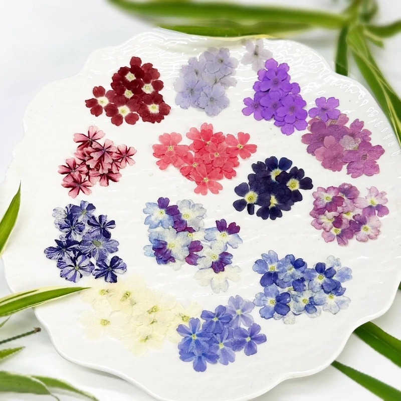 12 Unidades De Flores Secas De Verbena Prensadas Para Capa De Telefone De Resina DIY Moldura De Foto Suprimentos De Arte