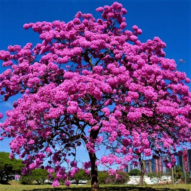 800 Sementes Ipê Rosa P Mudas Jardim Sitio Chácara Fazenda