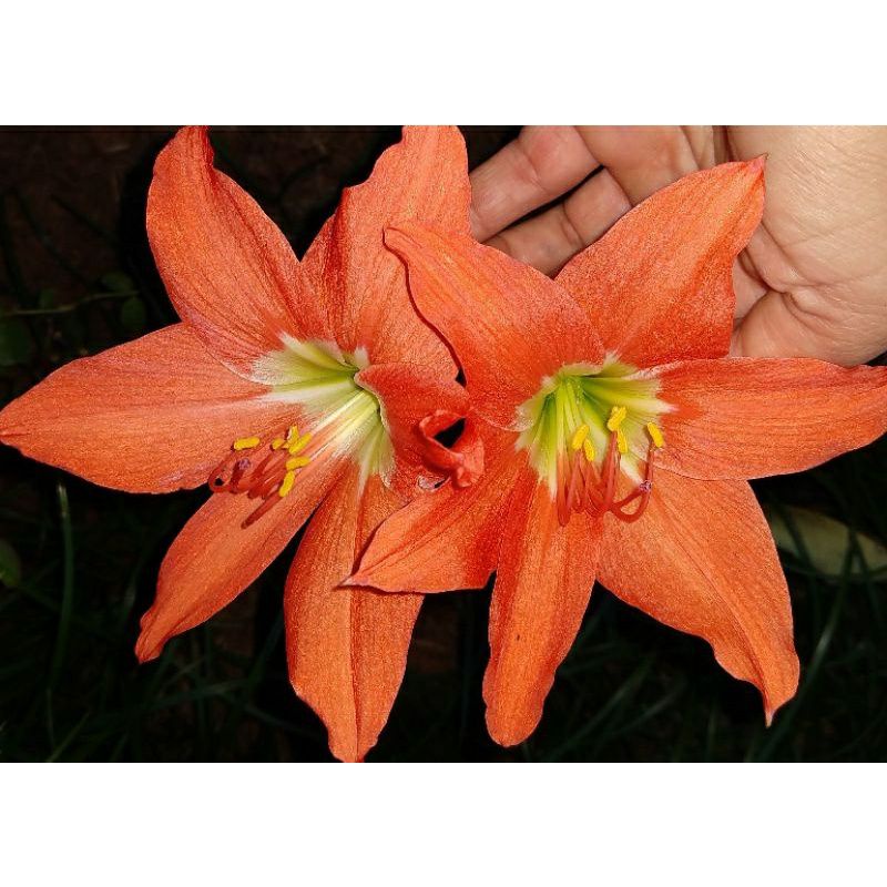 Semente Bulbo de Amarilis ou Açucena/ Tulipa brasileira | Shopee Brasil