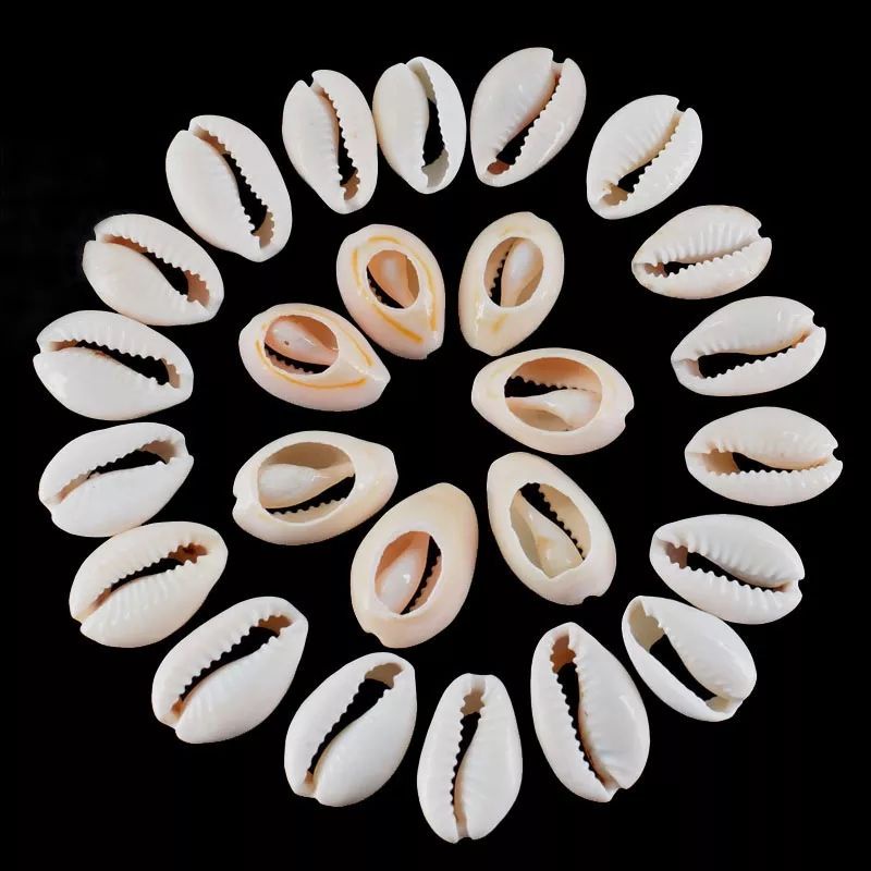 búzios natural cortado para artesanato - Bijuteria - 19x13 100 peças