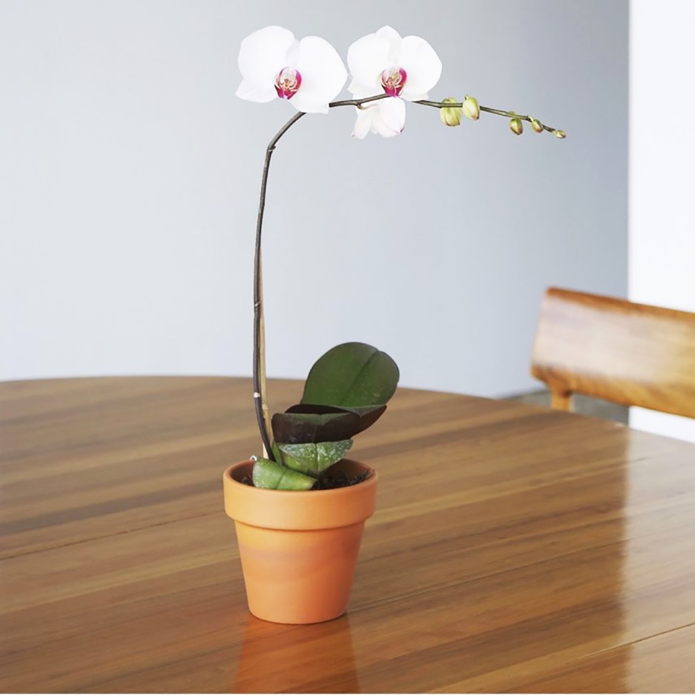 Lustra móveis Poliflor Lavanda com Silicone incolor - 200ml — imagem 2 de 2