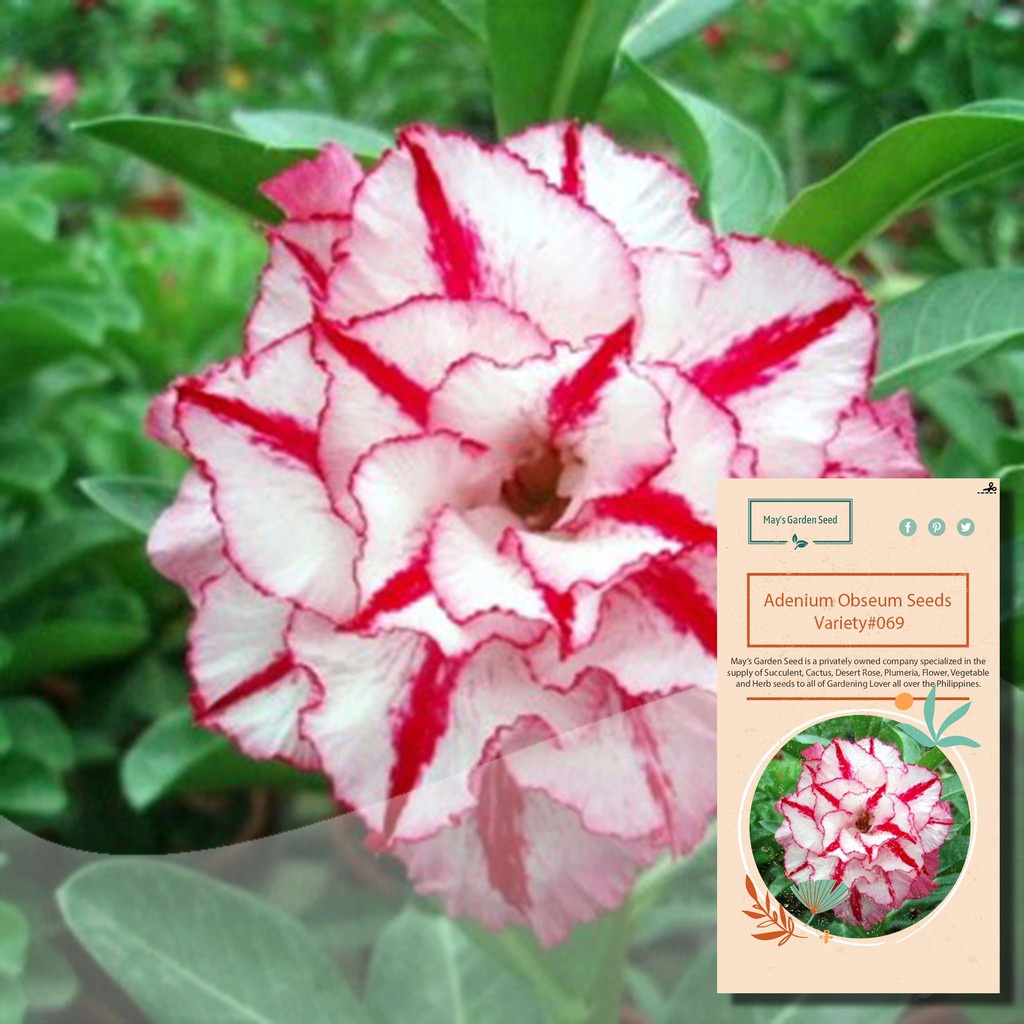 Sementes de rosas do deserto da linha vermelha de três pétalas, sementes de  Adenium Obesum - variedade # 069 | Shopee Brasil