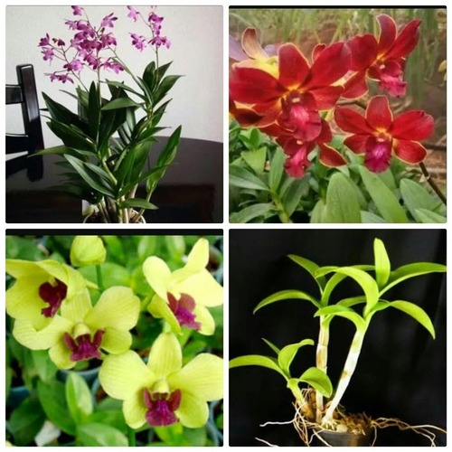 12 Mudas De Orquídea Denfal Adultas Sem Flor + Enraizante | Shopee Brasil