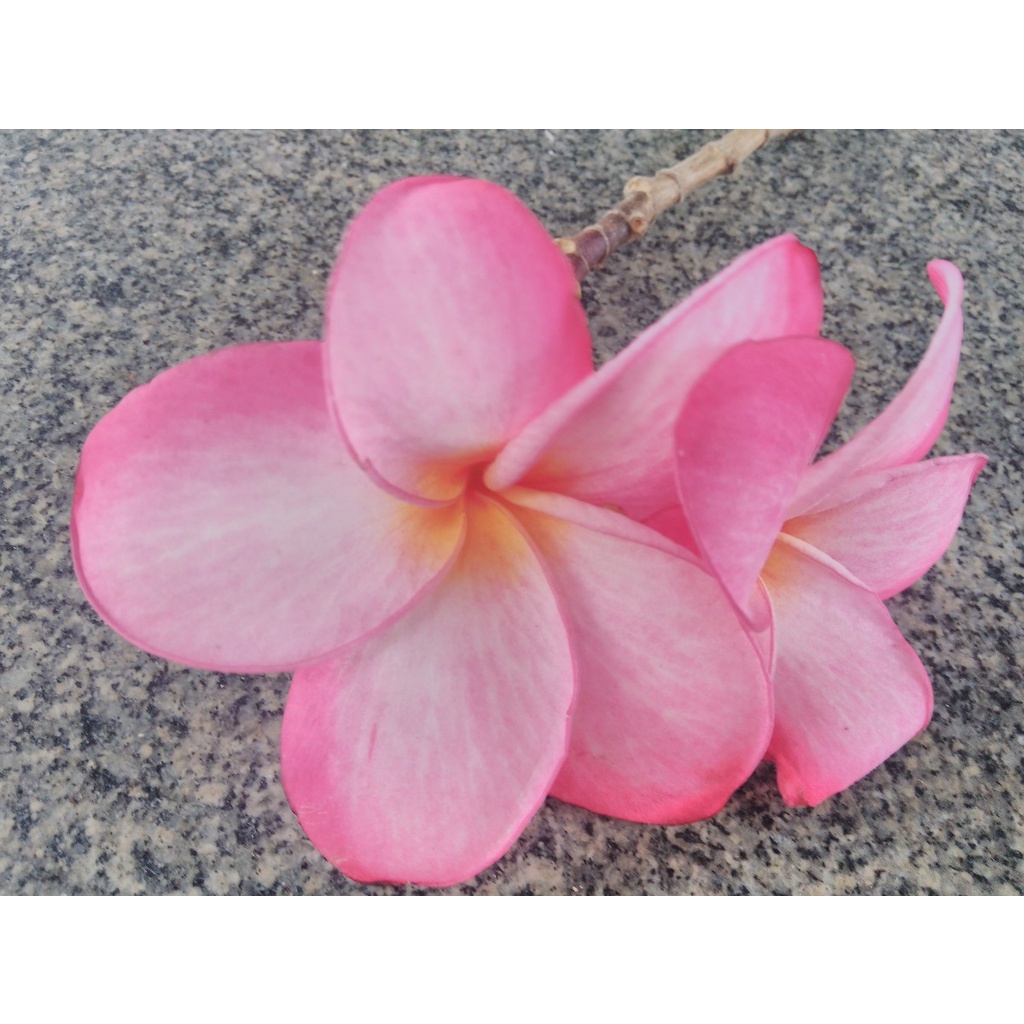 100 Sementes Plumeria Bicolor Da Tailândia Jasmin Manga