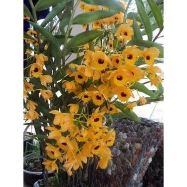 Dendrobium Amarela 10 Sementes Flor linda | Shopee Brasil
