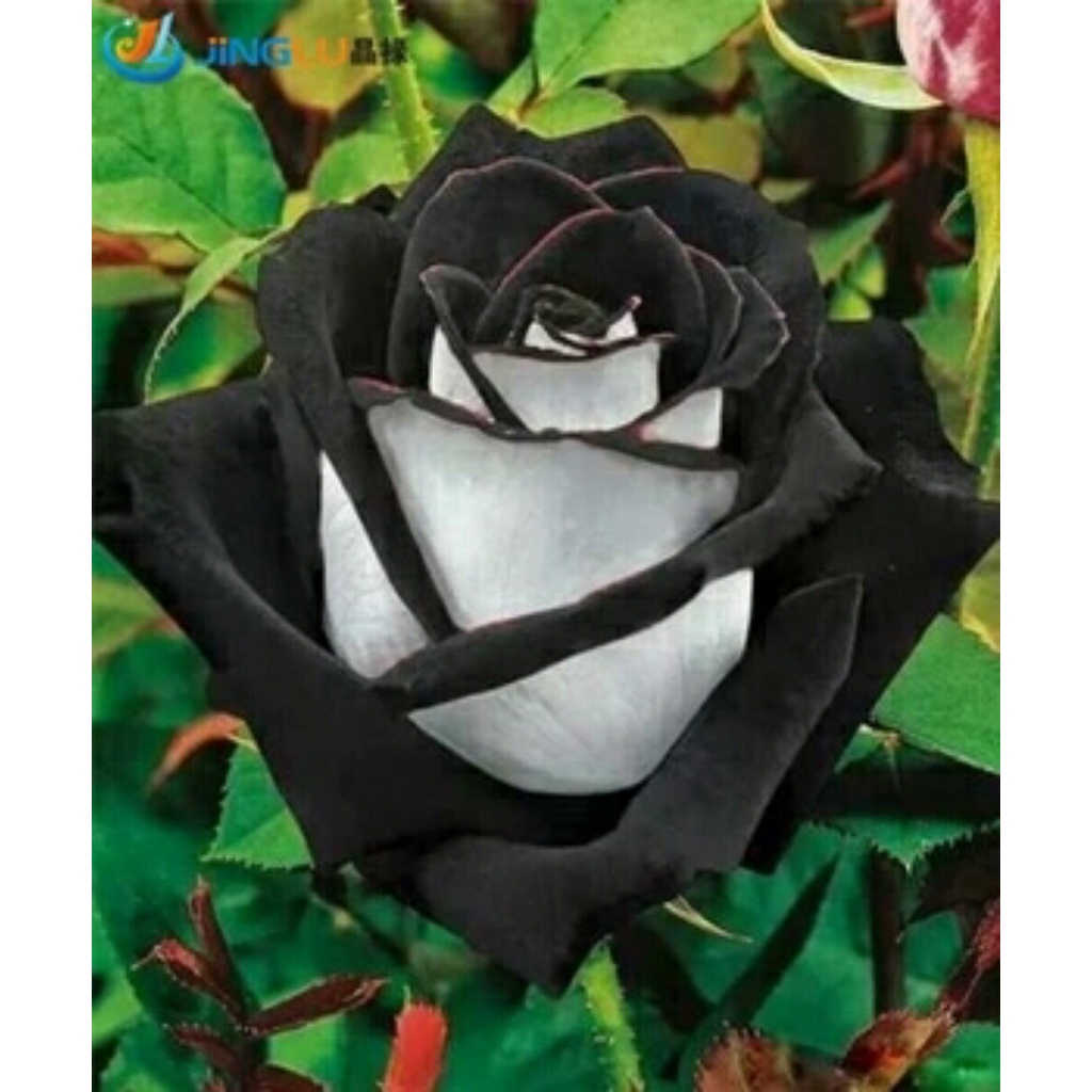 15 Sementes Sadias De Rosa Osiria Black, Negra, Exótica, Rara