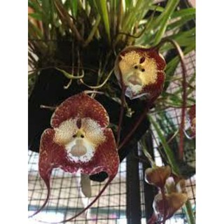 20 sementes orquídea cara de macaco p Mudas vasos jardim decoração interior  exterior Mudas flores | BeeCost