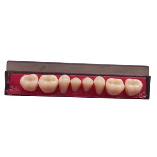 Dente Popular Posterior Inferior 34L - Liquida Estoque