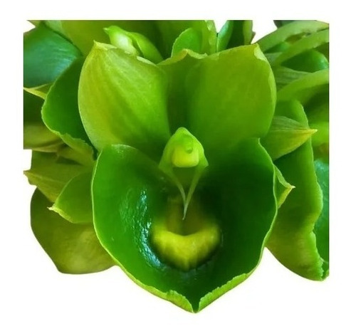 Muda Orquídea Exótica Flor Verde Catasetum Expansum 10cm | Shopee Brasil