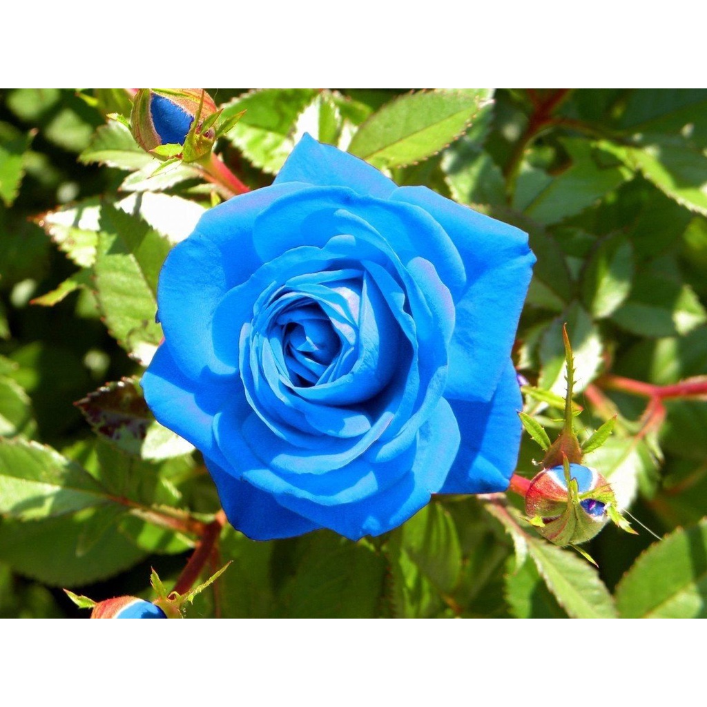 100 Sementes De Rosa Azul - Rosas Raras | Shopee Brasil