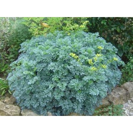 Sementes de Arruda Ruta de Cheiro Forte com 120 sementes