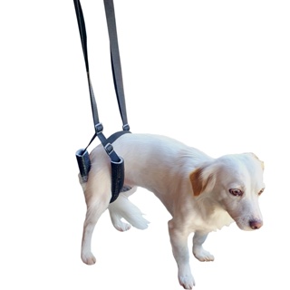 Órtese Suporte Quadril Cachorro Pet Regulável Fisioterapia em Oferta na Shopee