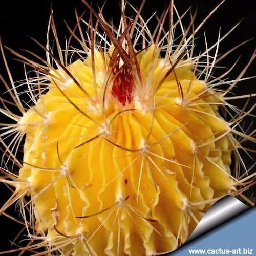 Suculenta Echinofossulocactus 10 Sementes Cactus Flor Mix | Shopee Brasil