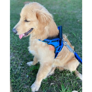 Coleira Peitoral Guia Com Amortecedor Peiteira Para Cachorro Golden Dalmata Pitbul em Oferta na Shopee