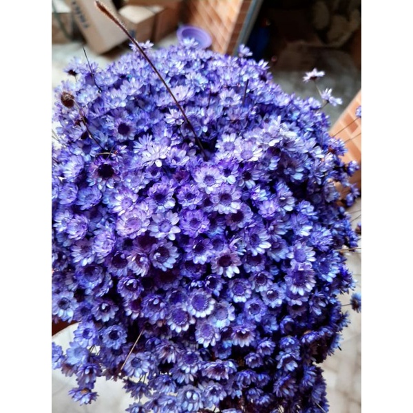  flores lilas tipo 1 EXTRAS líder em envios | Shopee Brasil