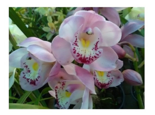 Orquídea Cymbidium Rosa Adulta | Shopee Brasil