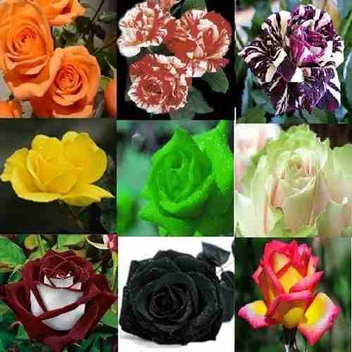 Kit Rosas Raras 20 Sementes 20 Cores Diferentes | Shopee Brasil