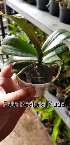Orquídea Phalaenopsis Vermelha Pre Adulta | Shopee Brasil