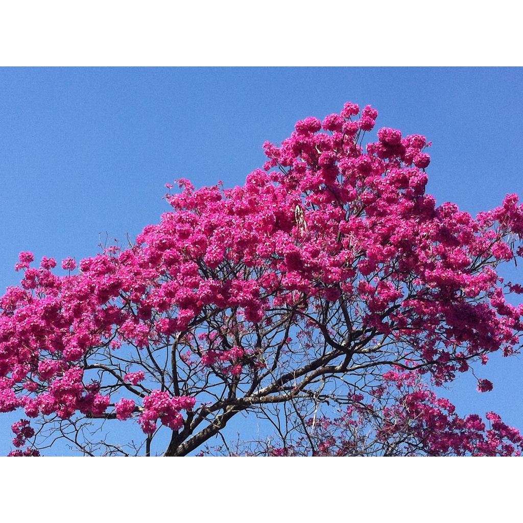 350 Sementes Ipê Bola Rosa Flores Sítio Casa Praça Promoção