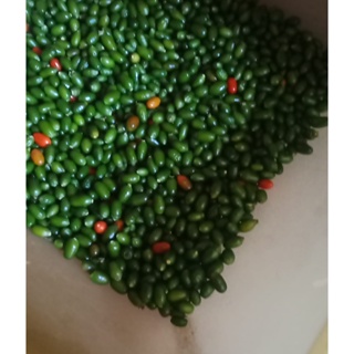 30 Sementes Da Pimenta Cumari Passarinho- Com Manual De Como Plantar em Oferta na Shopee