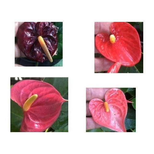 5 Mudas De Mini Antúrio Coloridos Com Flor | Shopee Brasil