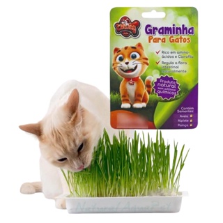 Graminha Para Gatos CatDog Digestão Elimina Bola De Pelo 50g em Oferta na Shopee